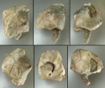 Erinocystis volborthi Jaekel, 1899