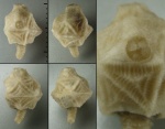 Echinoencrinites reticulatus с сохранившейся анальной пирамидкой Echinoencrinites reticulatus с сохранившейся анальной пирамидкой