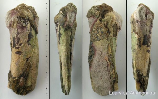 Placodermi, Bothriolepis, Antiarchi, р. Сясь