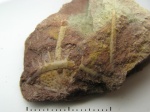 Часть пигидия Boedaspis sp.