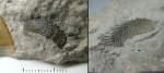 Eosiphonotreta cf. verrucosa с сохранившимися иглами