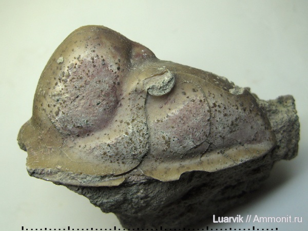 Megistaspis, Rhinoferus