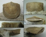 Antigonambonites cf. planus