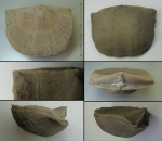 Antigonambonites sp.
