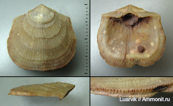 Billingsellida, Antigonambonites