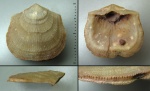 Antigonambonites cf. maekulaensis