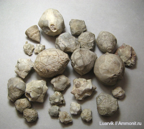 Cystoidea, Rhombifera