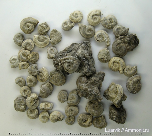 Serpulidae, Nogrobs, Polychaeta