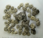 Serpulidae из Судака