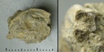 Serpulidae из Судака (2)