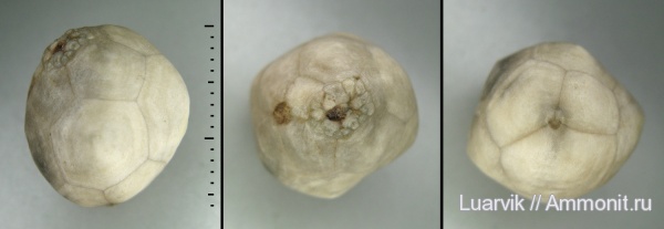 Cryptocrinites, Eocrinoidea, cryptocrinites laevis