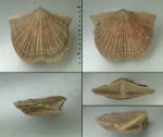 Antigonambonites costatus Öpik, 1934