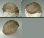Lycophoria globosa (Eichwald, 1829) Lycophoria globosa (Eichwald, 1829)