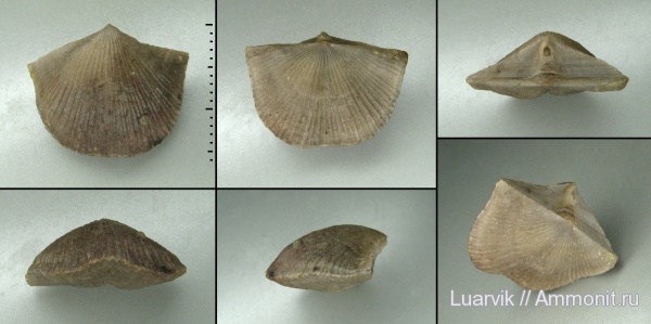 Vellamo, Billingsellida, Clitambonitidae