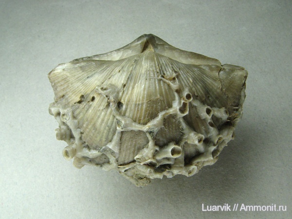 Aulopora, Cyrtospirifer, Spiriferida, обрастание, Auloporida, Trypanites, encrustation of brachiopods, Epizoans