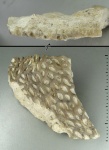 Мшанка Chasmatopora sp.