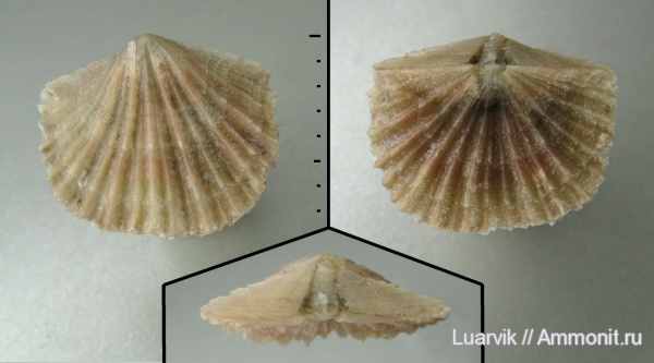 Billingsellida, Antigonambonites