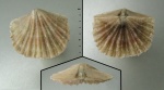 Antigonambonites costatus sp. juv. Antigonambonites costatus sp. juv.