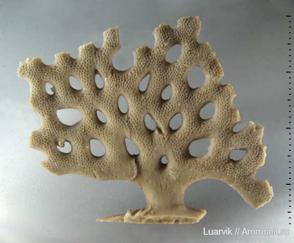 Bryozoa, Prophyllodictya