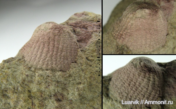 ?, Receptaculita, Ischadites
