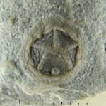 Эдриоастероидея Isorophusella incondita (Raymond, 1915) Эдриоастероидея Isorophusella incondita (Raymond, 1915)