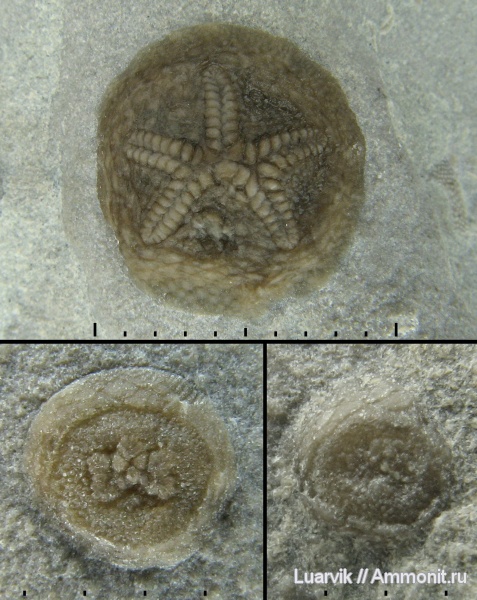 иглокожие, ордовик, Канада, Echinodermata, Epizoans, эдриоастероидеи, Edrioasteroidea, Cryptogoleus