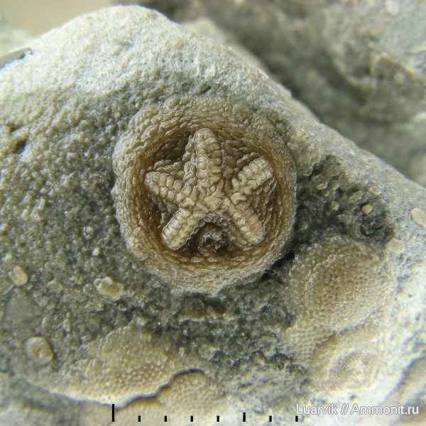 иглокожие, ордовик, Канада, Echinodermata, Epizoans, эдриоастероидеи, Edrioasteroidea, Belochthus