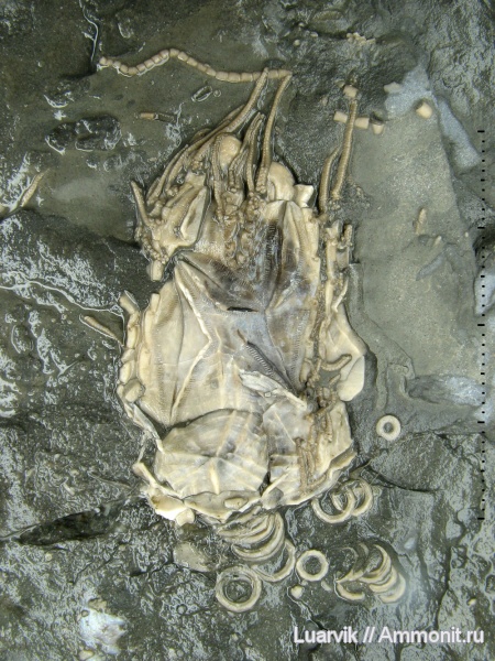 иглокожие, ордовик, Канада, Echinodermata, Rhombifera, Glyptocystites