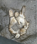 Hybocystites problematicus Wetherby, 1880 (1) Hybocystites problematicus Wetherby, 1880 (1)
