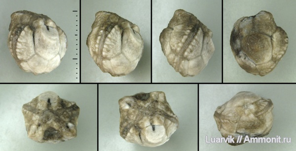 ордовик, криноидеи, Hybocrinida, Crinoidea, Hybocystites