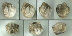 Hybocystites problematicus Wetherby, 1880 (2) Hybocystites problematicus Wetherby, 1880 (2)