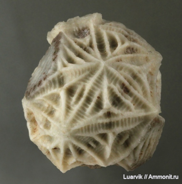 Echinoencrinites, Cystoidea, Rhombifera, Gonocrinites