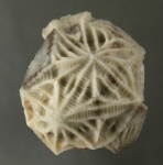 Echinoencrinites angulosus Echinoencrinites angulosus