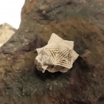 Ранняя Echinoencrinitidae Ранняя Echinoencrinitidae