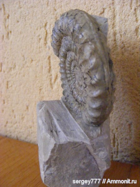 юрский период, Украина, Arietites, Закарпатье, Приборжавский карьер, Jurassic
