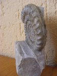 Амонит( Arietites)  другой ракурс