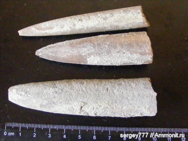 белемниты, юрский период, Украина, Закарпатье, Приборжавский карьер, Mesoteuthis rhenana, Jurassic, belemnites