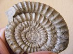 Аммонит Arietites