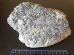 Фрагмент большого мелового аммонита (без определения)