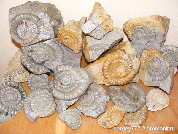 юра, Arietites, Закарпатье, Приборжавский карьер, Jurassic
