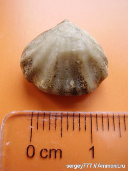 юрский период, Rhynchonellida, Приборжавский карьер, Jurassic