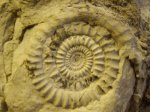 аммонит Echioceras rarecostatum Bayle