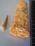 Большой белемнит и неизвесный белый белемнит Кричевского карьера