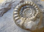 Arietites cf. romanicus Uhlig (ARNIOCERAS)