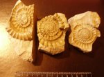 Отиски аммонитов Arietites