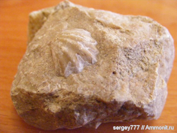 Украина, Russirhynchia, Закарпатье, Rhynchonellida, Новоселицкий карьер, Russirhynchia fischeri