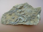 Серпулы и другое на коралле