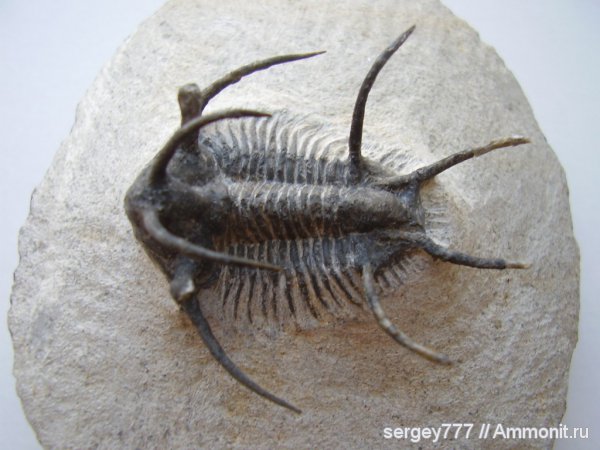 трилобиты, девон, Марокко, палеозойская эра, Devonian, Ceratarges