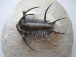 Trilobit