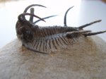 Ceratarges